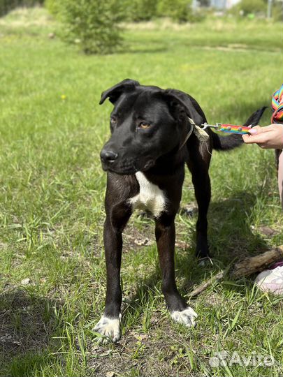 Забавный молоденький пёсик из приюта