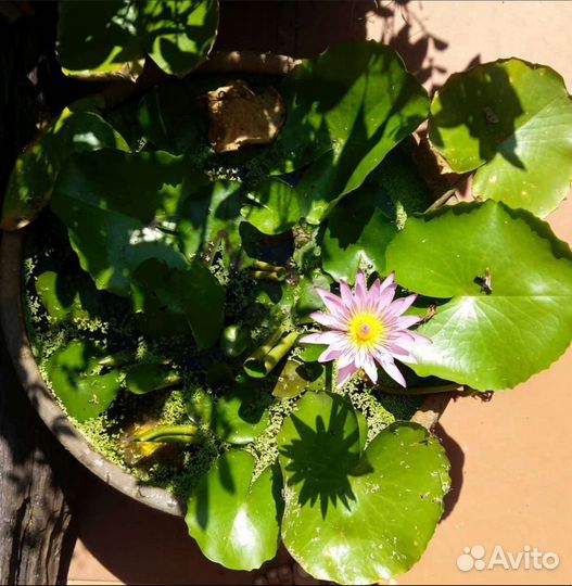 Семена Нимфеи лиловая/и др цвета,лотос,кубышка