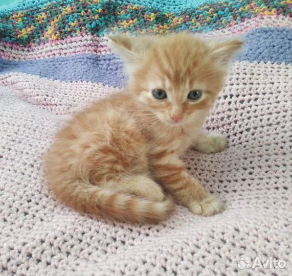 Мини тигр Морковкин поинесет счастье в дом 1 месяц