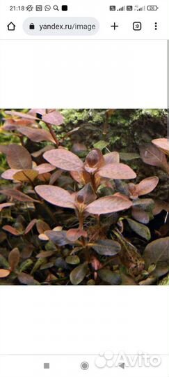 Аквариумное растение Людвигия в ассортименте