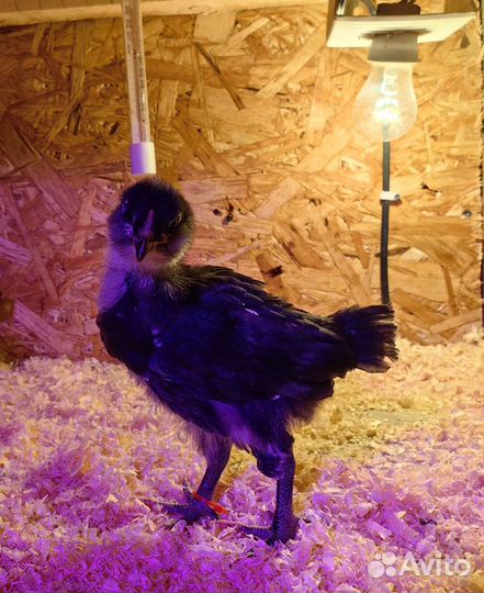 Цыплята амераукана