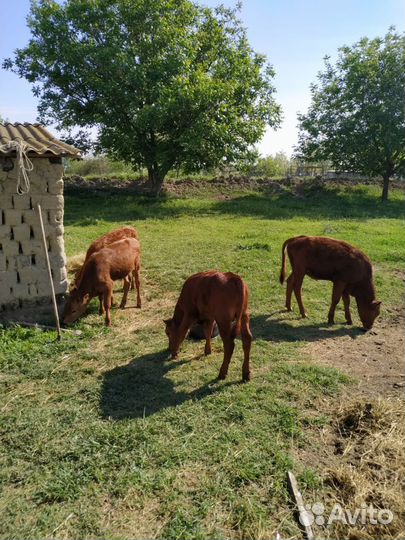 Коровы и телки