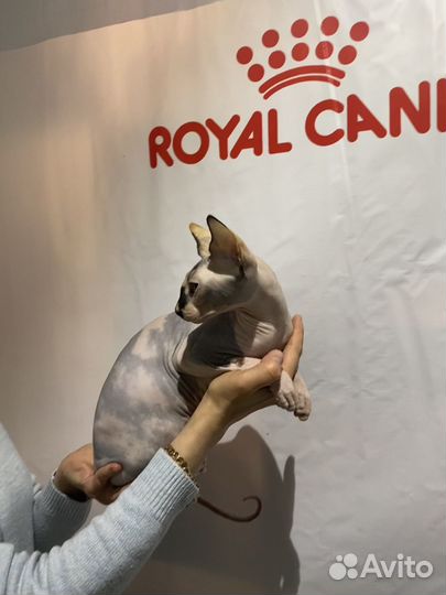 Девочка канадского сфинкса