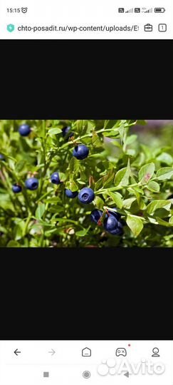 Черника на заказ на 09.09