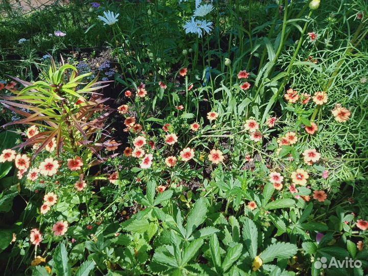 Садовые цветы