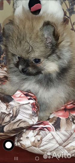 Девочка мини