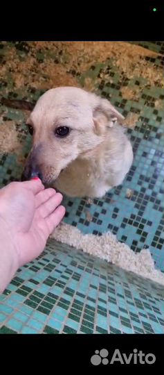 Мила, собачка-инвалид