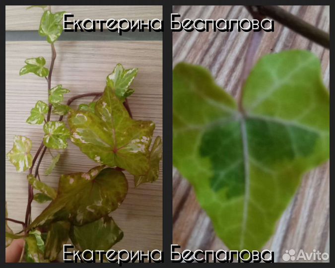 Hedera сортовые часть3. Surprise