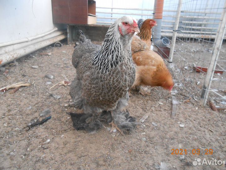 Куры и петушки Брама Колумбийская