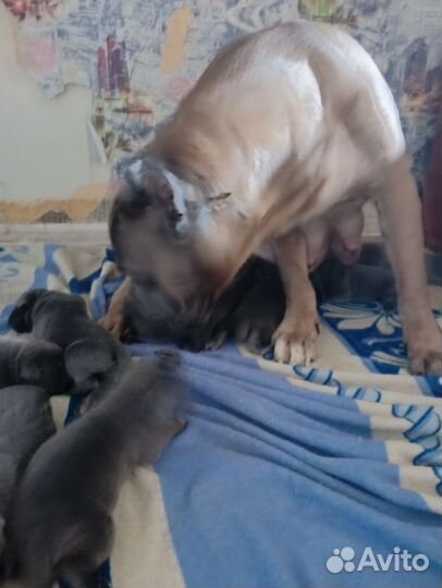 Щенки кане корсо