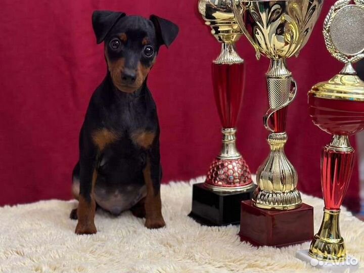 Щенок цвергпинчер