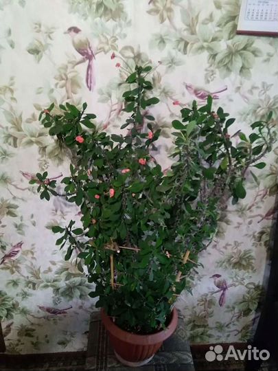 Молочай Миля, терновый венец