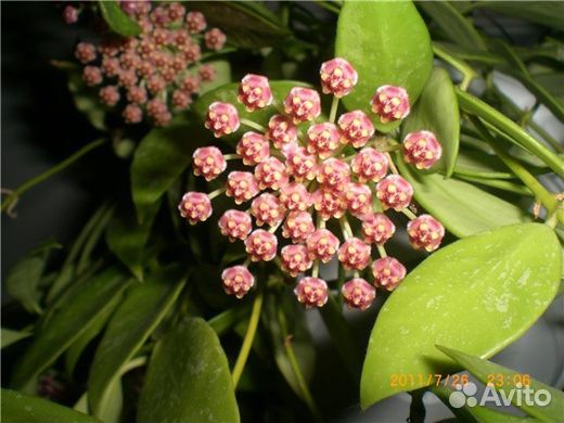 Хойи эсхинантус