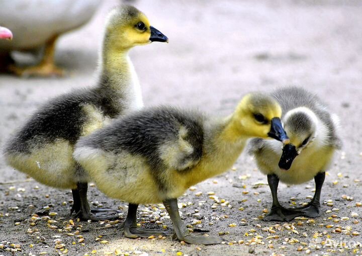 Продажа кур