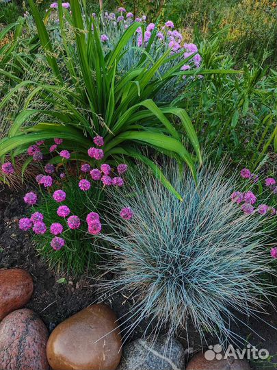 Уличные растения