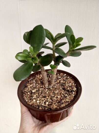 Крассула толстянка