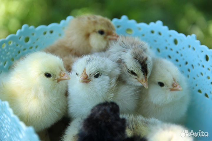 Бройлеры,гусята,перепелята суточныеЯйцо инкубации