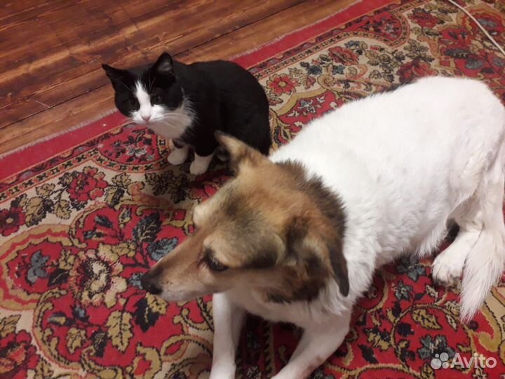 Молодой котик Гоша 1 год ищет семью