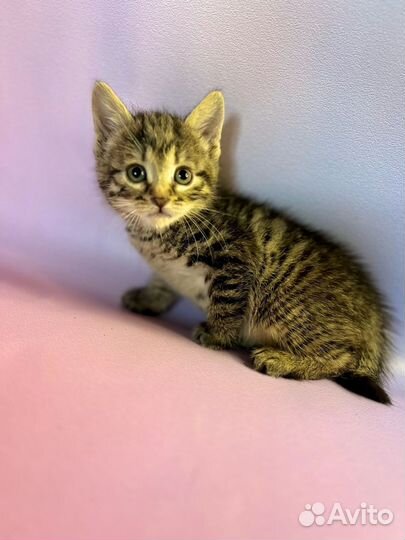 Котята девочки в добрые руки