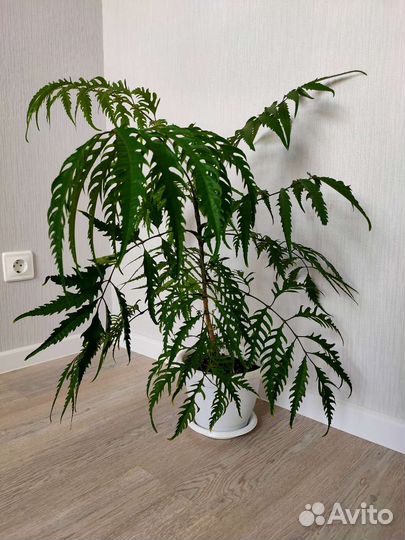 Домашний цветок, папоротник, полисциас