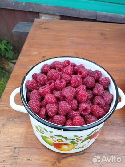 Ремонтантная малина