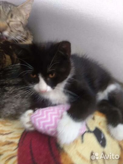 Крошка для души