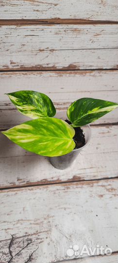 Комнатные растения эпипремнум