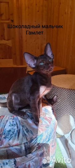 Ориентальные котята