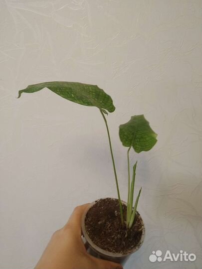 Домашние цветы