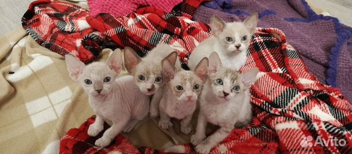Котята сфинкс