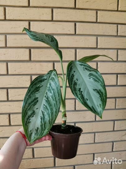 Аглаонема Сильвер Бей, Пинк Аврора, Мария