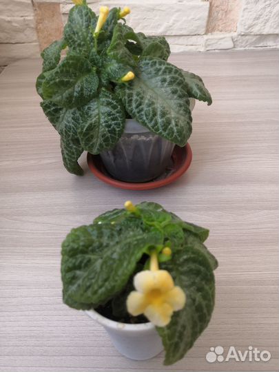 Комнатные растения цветы