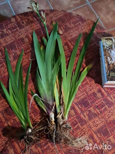 Ирисы для брони и другие многолетники