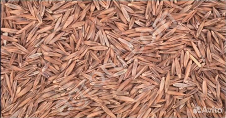 Семена овсяница красная оптом от 100кг