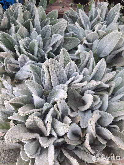 Многолетние садовые растения