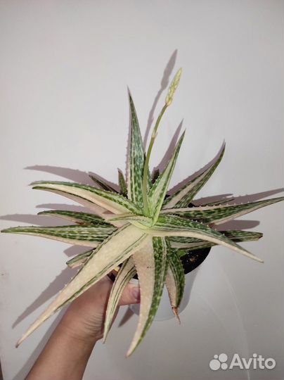 Алое вариегатное