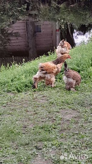 Гусята, индюшата, куры Брама и хохлатые, индоутята