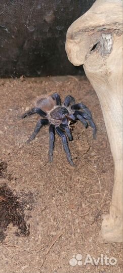 Паук птицеед