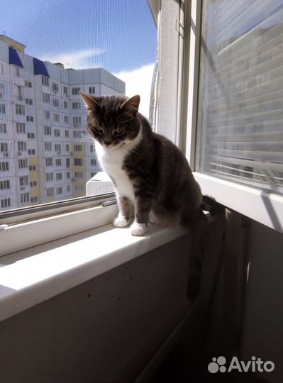 Породистая молодая кошечка ищет дом