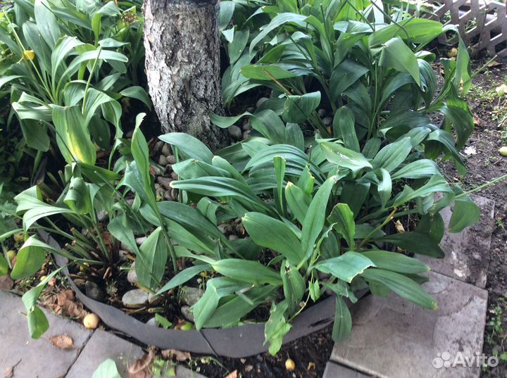 Черемша домашняя