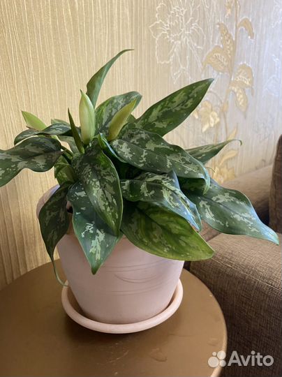 Цветок аглаонема мария