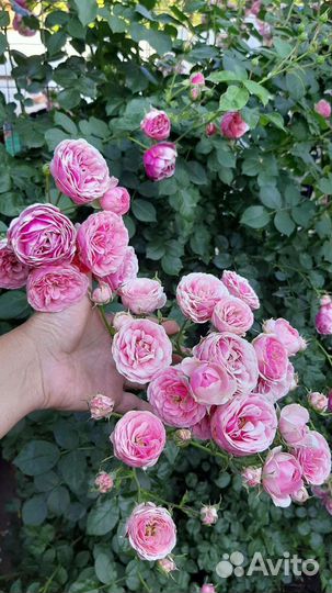 Роза Помпонелла