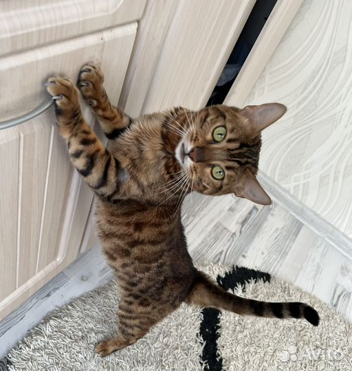 Бенгальская кошка