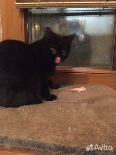 Котенок-девочка