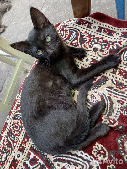 Котенок черный