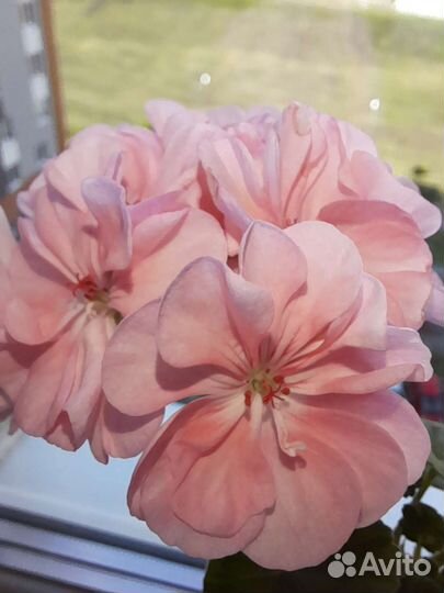 Пеларгония герань