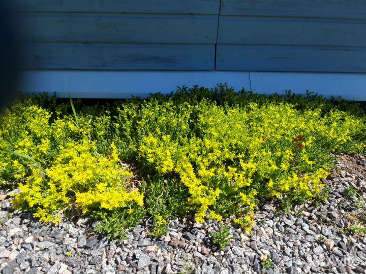 Очиток едкий и очиток ложный