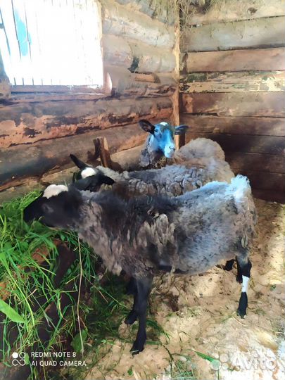 Рамановский овцы