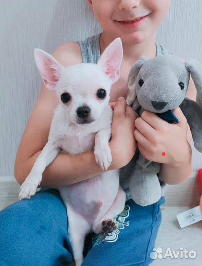 Щенки чихуахуа