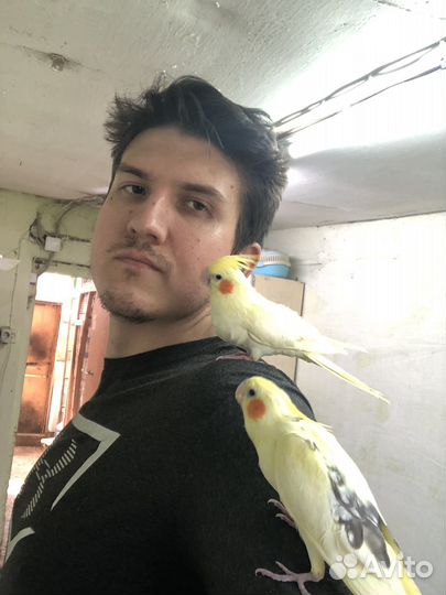 Птенцы Выкормыши Корелл